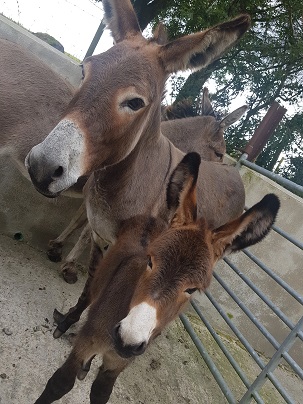 Two Donkeys at Donegal Donkey Sanctuary