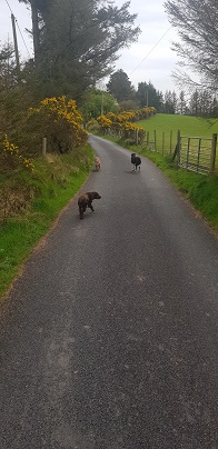 beautifull country road